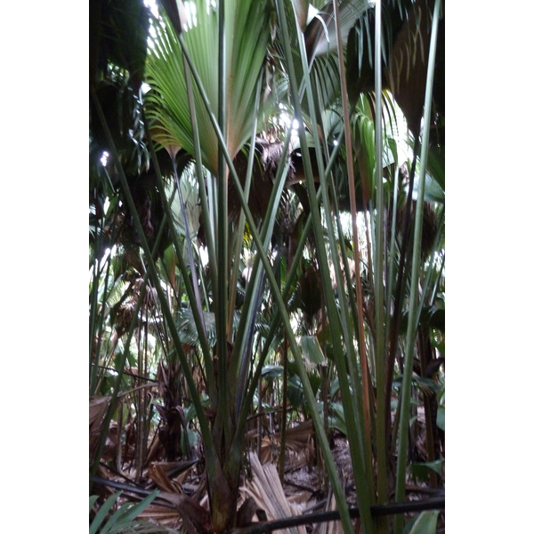 รูปถ่าย เซเชลส์(Seychelles) หุบเขาเดอไม(Vallee de Mai) 2011-10 51