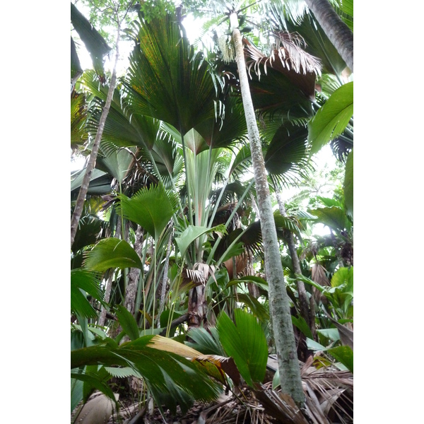 รูปถ่าย เซเชลส์(Seychelles) หุบเขาเดอไม(Vallee de Mai) 2011-10 46