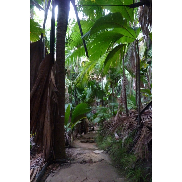 รูปถ่าย เซเชลส์(Seychelles) หุบเขาเดอไม(Vallee de Mai) 2011-10 60