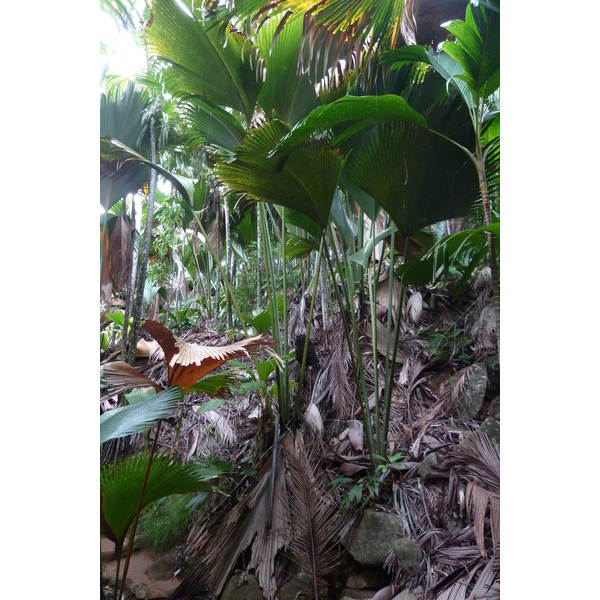 รูปถ่าย เซเชลส์(Seychelles) หุบเขาเดอไม(Vallee de Mai) 2011-10 36