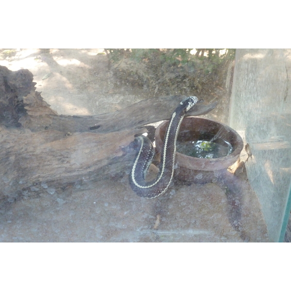 รูปถ่าย ไทย(Thailand) เชียงใหม่(Chiang Mai) ฟาร์มงูแม่สา(Mae Sa Snake Farm) 2010-12 32