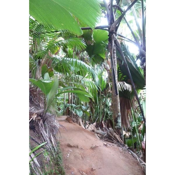 รูปถ่าย เซเชลส์(Seychelles) หุบเขาเดอไม(Vallee de Mai) 2011-10 84