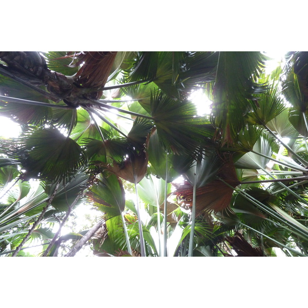 รูปถ่าย เซเชลส์(Seychelles) หุบเขาเดอไม(Vallee de Mai) 2011-10 69