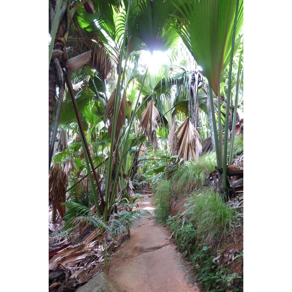 รูปถ่าย เซเชลส์(Seychelles) หุบเขาเดอไม(Vallee de Mai) 2011-10 68