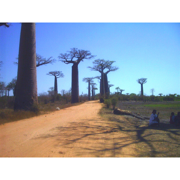 รูปถ่าย มาดากัสการ์(Madagascar) โมรอนกดาว่า(Morondava) 1999-10 10