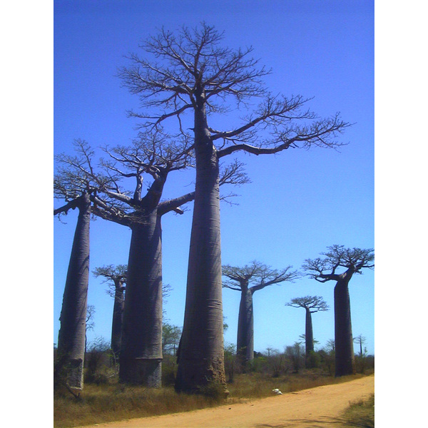 รูปถ่าย มาดากัสการ์(Madagascar) โมรอนกดาว่า(Morondava) 1999-10 12