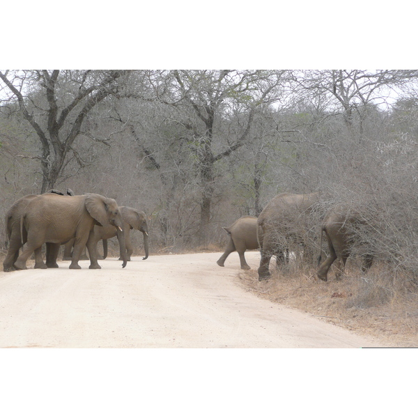 รูปถ่าย แอฟริกาใต้(South Africa) อุทยานแห่งชาติครูเกอร์(Kruger National Park) แม่น้ำซาเบิล(Sable River) 2008-09 53