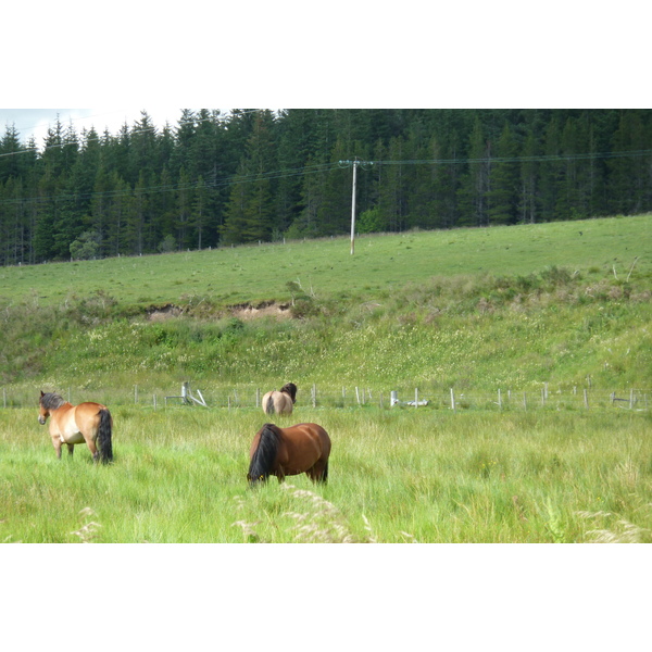 รูปถ่าย อังกฤษ(United Kingdom) อุทยานแห่งชาติแคร์นกอร์มส์(Cairngorms National Park) 2011-07 53