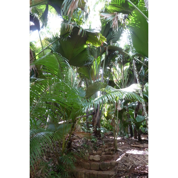 รูปถ่าย เซเชลส์(Seychelles) หุบเขาเดอไม(Vallee de Mai) 2011-10 85