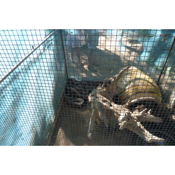 รูปถ่าย ไทย(Thailand) เชียงใหม่(Chiang Mai) ฟาร์มงูแม่สา(Mae Sa Snake Farm) 2010-12 84