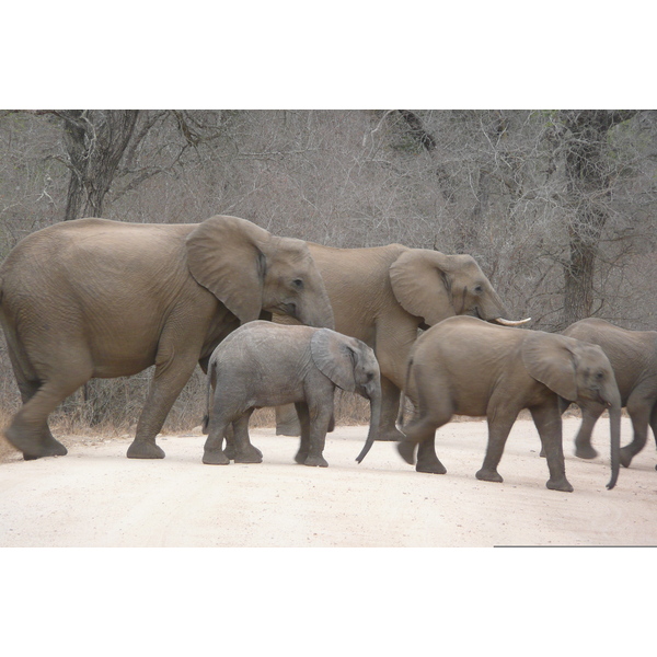 รูปถ่าย แอฟริกาใต้(South Africa) อุทยานแห่งชาติครูเกอร์(Kruger National Park) แม่น้ำซาเบิล(Sable River) 2008-09 58