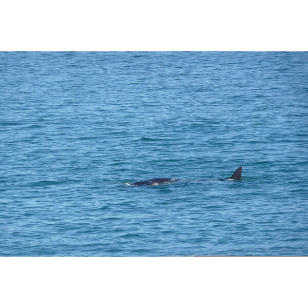รูปถ่าย แอฟริกาใต้(South Africa) เฮอร์มานัส(Harmanus) 2008-09 55