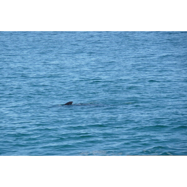 รูปถ่าย แอฟริกาใต้(South Africa) เฮอร์มานัส(Harmanus) 2008-09 4