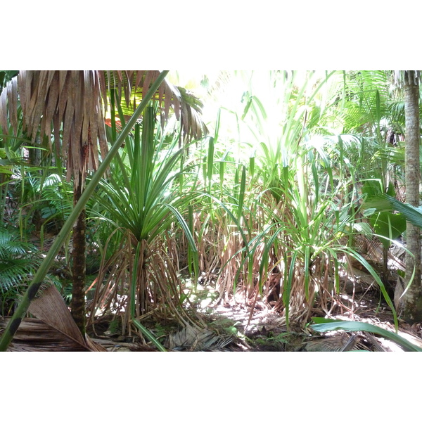 รูปถ่าย เซเชลส์(Seychelles) หุบเขาเดอไม(Vallee de Mai) 2011-10 32