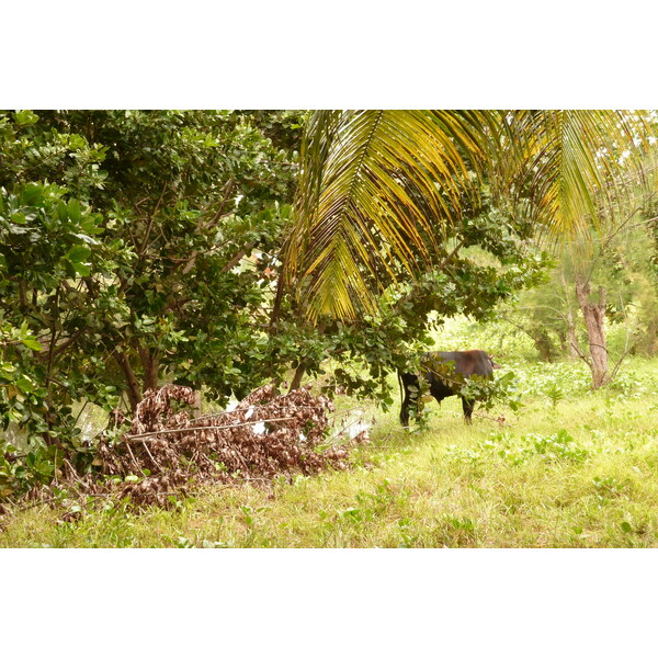 รูปถ่าย เซเชลส์(Seychelles) เกาะลาดีก(La Digue) 2011-10 203