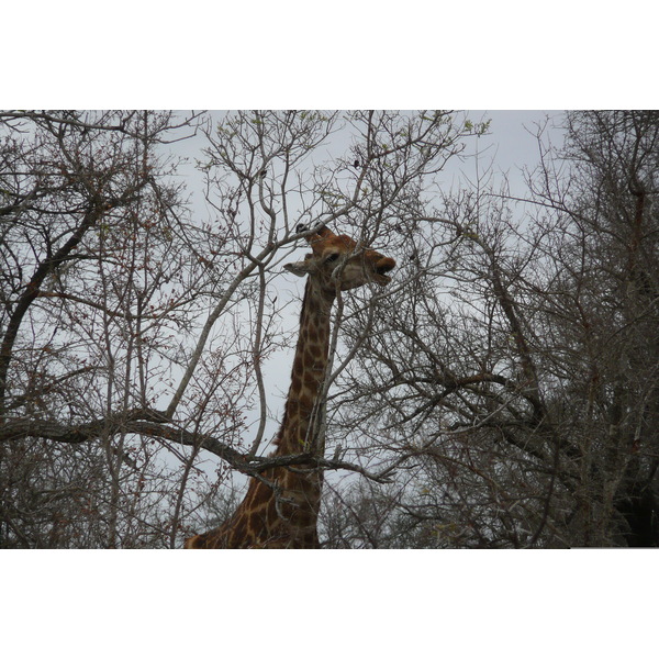 รูปถ่าย แอฟริกาใต้(South Africa) อุทยานแห่งชาติครูเกอร์(Kruger National Park) แม่น้ำซาเบิล(Sable River) 2008-09 46