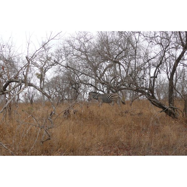 รูปถ่าย แอฟริกาใต้(South Africa) อุทยานแห่งชาติครูเกอร์(Kruger National Park) 2008-09 158