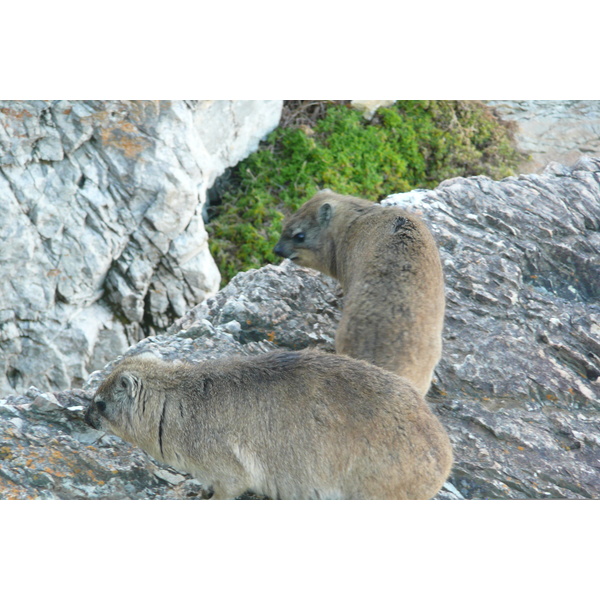 รูปถ่าย แอฟริกาใต้(South Africa) เฮอร์มานัส(Harmanus) 2008-09 56