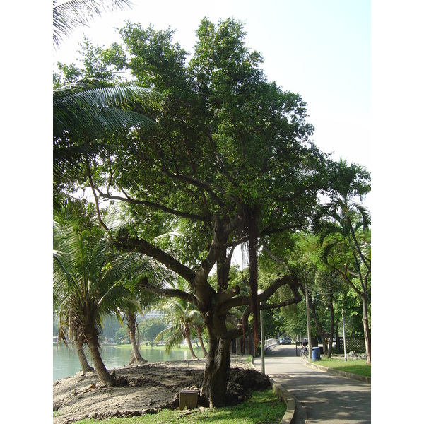 รูปถ่าย ไทย(Thailand) กรุงเทพมหานคร(Bangkok) สวนลุมพินี(Lumpini Park) 2005-12 9