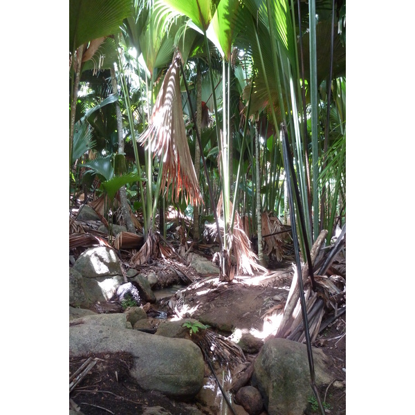 รูปถ่าย เซเชลส์(Seychelles) หุบเขาเดอไม(Vallee de Mai) 2011-10 3