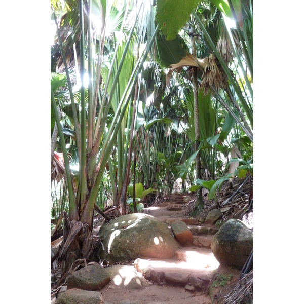 รูปถ่าย เซเชลส์(Seychelles) หุบเขาเดอไม(Vallee de Mai) 2011-10 5