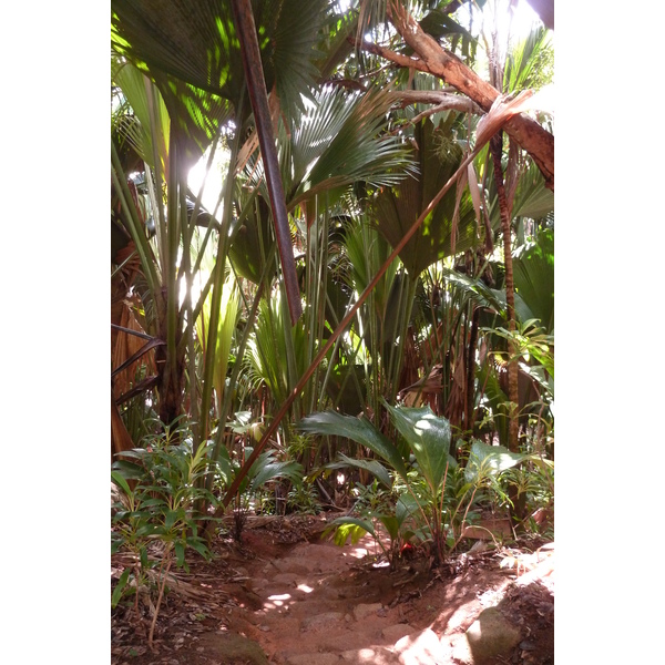รูปถ่าย เซเชลส์(Seychelles) หุบเขาเดอไม(Vallee de Mai) 2011-10 21