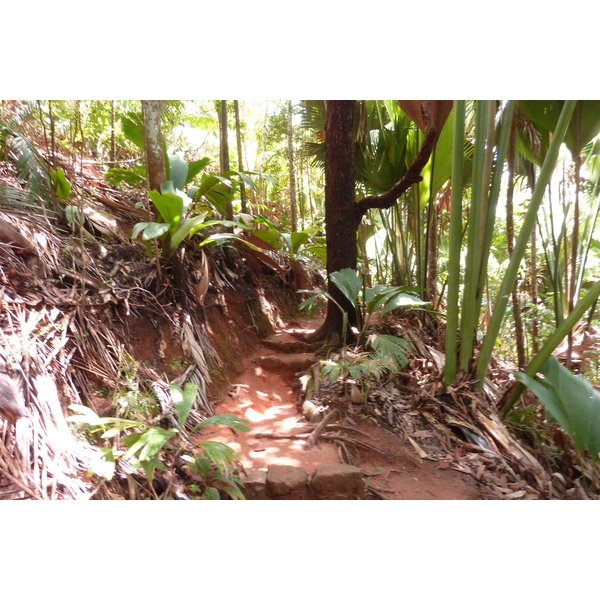 รูปถ่าย เซเชลส์(Seychelles) หุบเขาเดอไม(Vallee de Mai) 2011-10 66