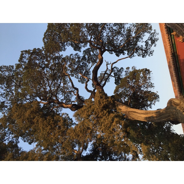 รูปถ่าย จีน(China) ปักกิ่ง(Beijing) พระราชวังต้องห้าม(Forbidden City) 2015-12 4