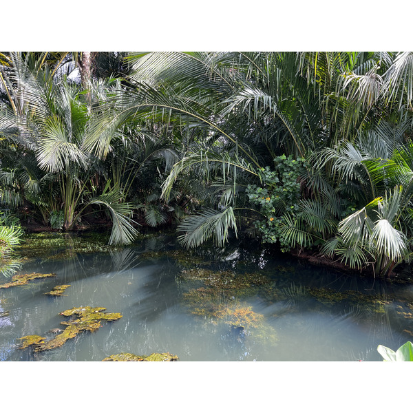 รูปถ่าย สิงคโปร์(Singapore) สวนพฤกษศาสตร์สิงคโปร์(Singapore Botanic Gardens) 2023-01 99