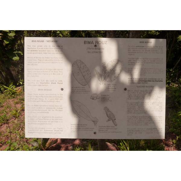 รูปถ่าย เซเชลส์(Seychelles) หุบเขาเดอไม(Vallee de Mai) 2011-10 88