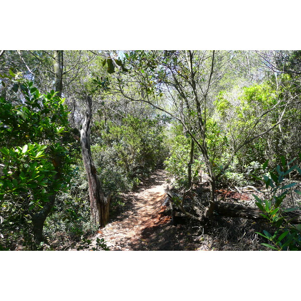 รูปถ่าย ฝรั่งเศส(France) เกาะปอร์เกอรอล(Porquerolles Island) แหลมเลอแก็ง(Pointe du Lequin) 2008-05 38