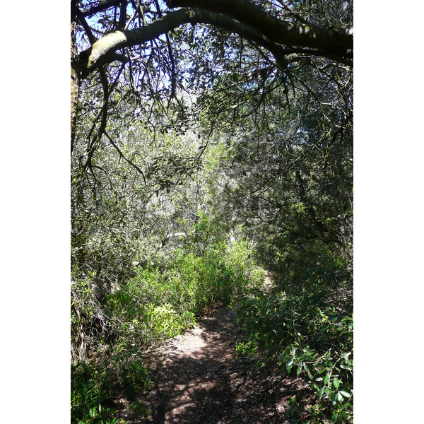 รูปถ่าย ฝรั่งเศส(France) เกาะปอร์เกอรอล(Porquerolles Island) แหลมเลอแก็ง(Pointe du Lequin) 2008-05 45