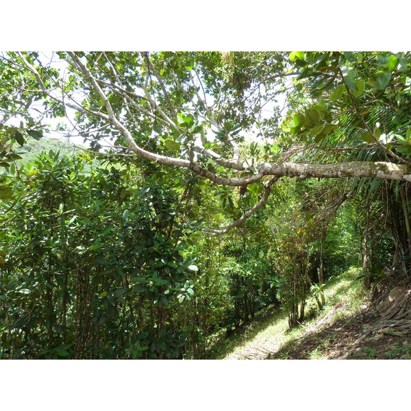 รูปถ่าย เซเชลส์(Seychelles) หุบเขาเดอไม(Vallee de Mai) 2011-10 72
