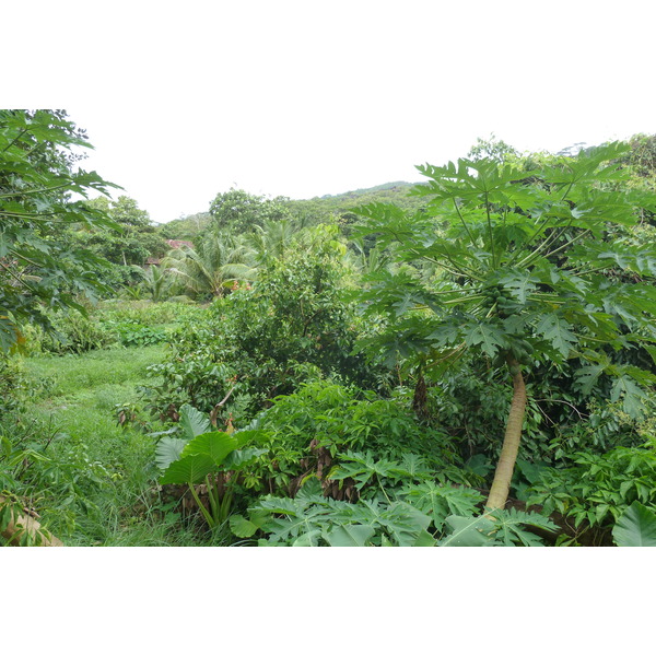 รูปถ่าย เซเชลส์(Seychelles) เกาะลาดีก(La Digue) 2011-10 62