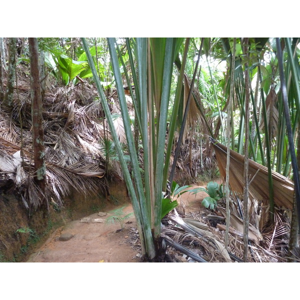 รูปถ่าย เซเชลส์(Seychelles) หุบเขาเดอไม(Vallee de Mai) 2011-10 64