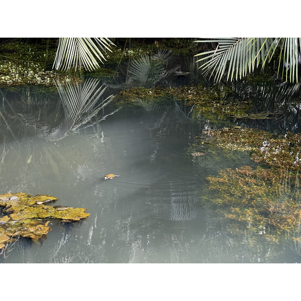รูปถ่าย สิงคโปร์(Singapore) สวนพฤกษศาสตร์สิงคโปร์(Singapore Botanic Gardens) 2023-01 1
