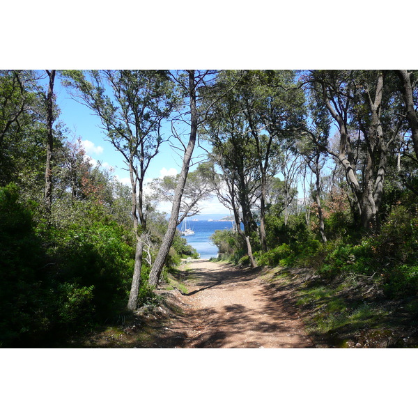 รูปถ่าย ฝรั่งเศส(France) เกาะปอร์เกอรอล(Porquerolles Island) หาดอาลีกัสตร์(Alycastre beach) 2008-05 14