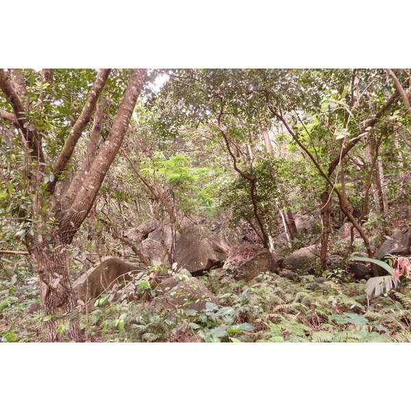 รูปถ่าย เซเชลส์(Seychelles) เกาะลาดีก(La Digue) 2011-10 122