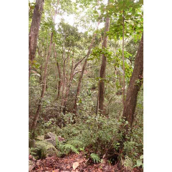 รูปถ่าย เซเชลส์(Seychelles) เกาะลาดีก(La Digue) 2011-10 156