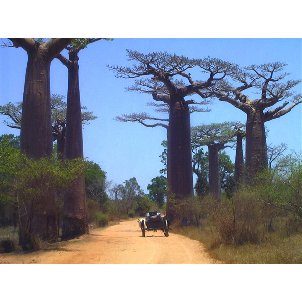 รูปถ่าย มาดากัสการ์(Madagascar) โมรอนกดาว่า(Morondava) 1999-10 5