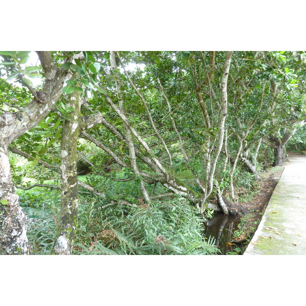รูปถ่าย เซเชลส์(Seychelles) เกาะลาดีก(La Digue) 2011-10 92