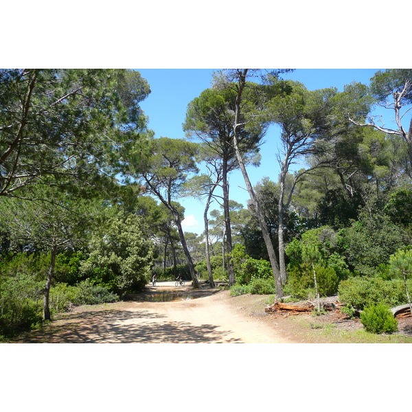 รูปถ่าย ฝรั่งเศส(France) เกาะปอร์เกอรอล(Porquerolles Island) ที่ราบกูร์ตาด(Plaine de la courtade) 2008-05 38
