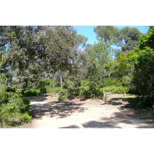 รูปถ่าย ฝรั่งเศส(France) เกาะปอร์เกอรอล(Porquerolles Island) ที่ราบกูร์ตาด(Plaine de la courtade) 2008-05 21