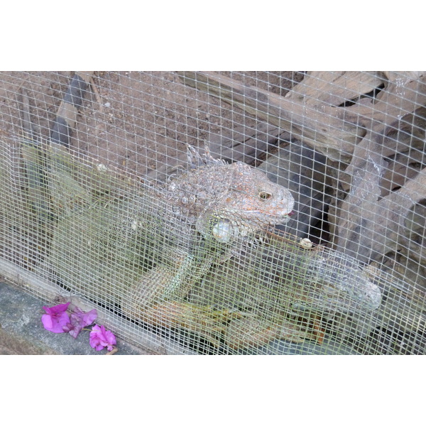 รูปถ่าย ไทย(Thailand) เชียงใหม่(Chiang Mai) ฟาร์มงูแม่สา(Mae Sa Snake Farm) 2010-12 8