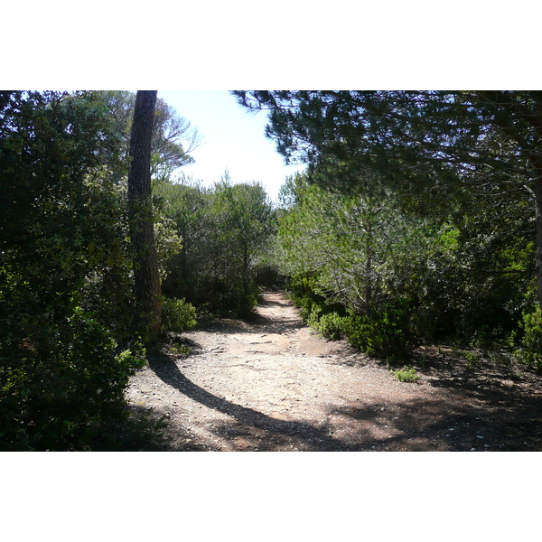 รูปถ่าย ฝรั่งเศส(France) เกาะปอร์เกอรอล(Porquerolles Island) ที่ราบกูร์ตาด(Plaine de la courtade) 2008-05 8
