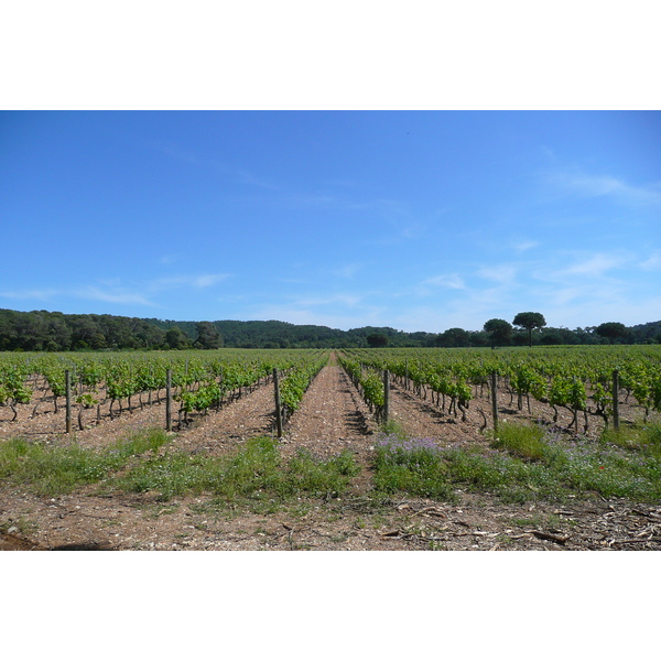 รูปถ่าย ฝรั่งเศส(France) เกาะปอร์เกอรอล(Porquerolles Island) ที่ราบกูร์ตาด(Plaine de la courtade) 2008-05 29