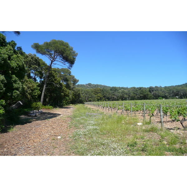 รูปถ่าย ฝรั่งเศส(France) เกาะปอร์เกอรอล(Porquerolles Island) ที่ราบกูร์ตาด(Plaine de la courtade) 2008-05 22
