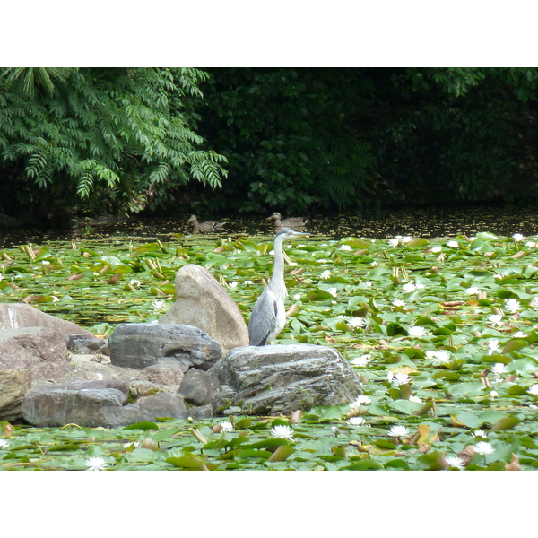 รูปถ่าย ญี่ปุ่น(Japan) เกียวโต(Kyoto) สวนโชเซเอ็ง(Shosei en Garden) 2010-06 49