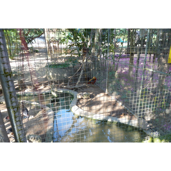 รูปถ่าย ไทย(Thailand) เชียงใหม่(Chiang Mai) ฟาร์มงูแม่สา(Mae Sa Snake Farm) 2010-12 82