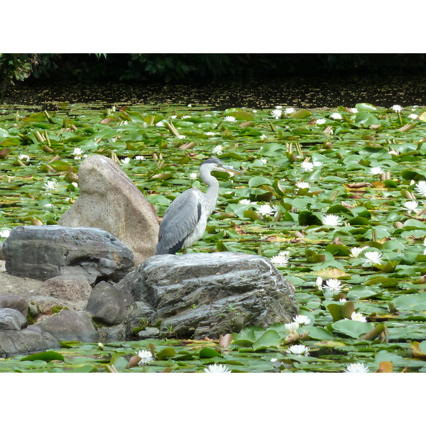 รูปถ่าย ญี่ปุ่น(Japan) เกียวโต(Kyoto) สวนโชเซเอ็ง(Shosei en Garden) 2010-06 40